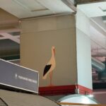 Besuch eines Storchs im Marktgebäude.